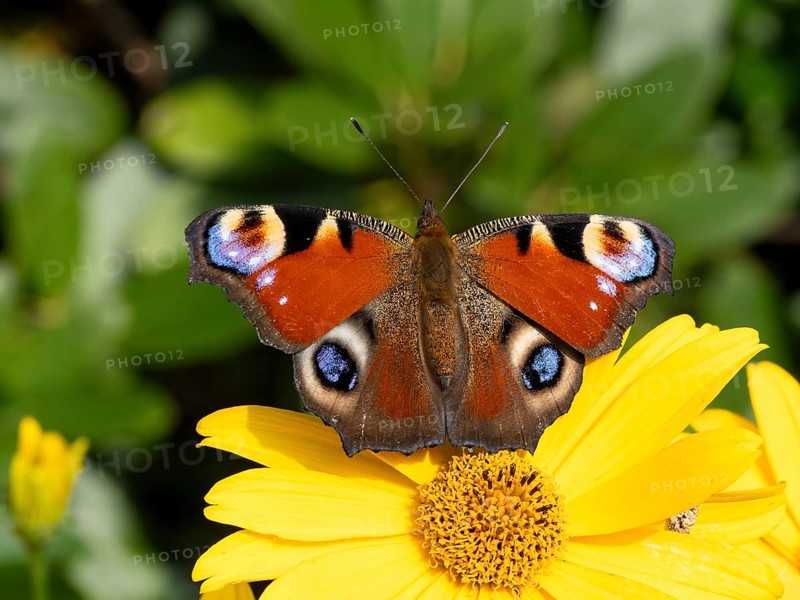 European peacock (Inachis io) on a flower of the heliopsis (Heliopsis), North Rhine-Westphalia, Germany, Europe