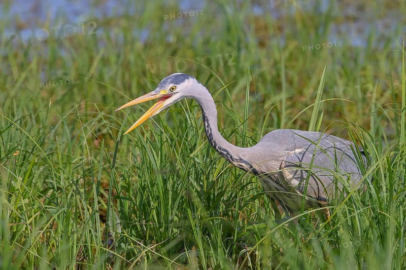 Grey heron (Ardea cinerea), also heron, hunting, beak open, sunrise, shallow water zone, shore zone, reed belt, spring, wildlife, nature photography, heron, Hüde, Ochsenmoor, Lake Dümmer, Lower Saxony, Germany, Europe