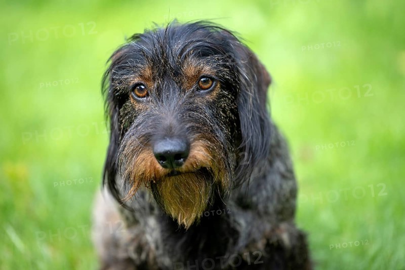 Rough-haired dachshund (Canis lupus familiaris) puppy, male, 3 years, animal portrait, meadow, Stuttgart, Baden-Württemberg, Germany, Europe