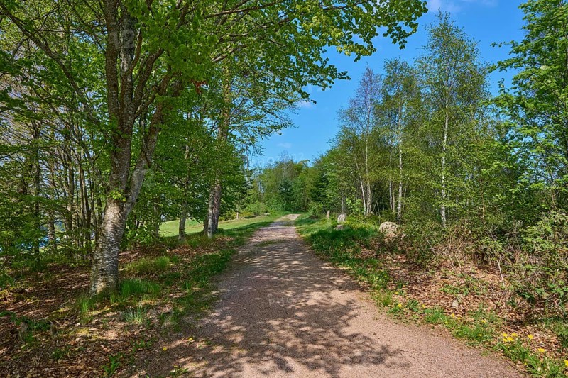 A peaceful forest path along the Schluchsee under a clear sky in spring, Schluchsee, Black Forest, Baden-Württemberg, Germany, Europe