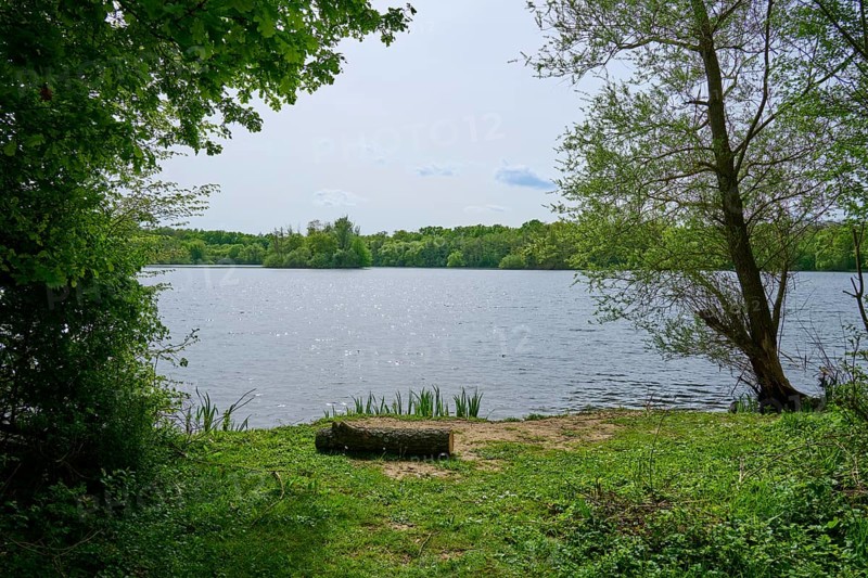 A peaceful lake surrounded by trees, with clear water and blue sky in spring, Kinzigaue, Erlensee, Hanau, Hesse, Germany, Europe