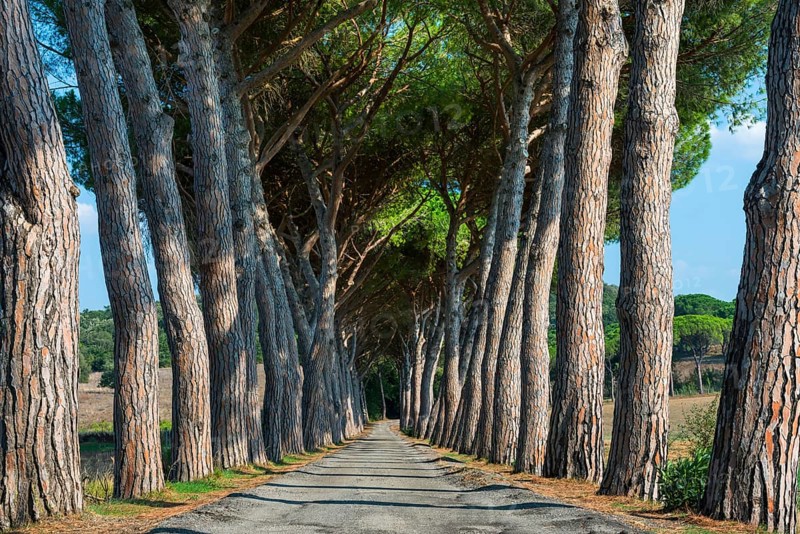 Pine avenue, road, path, avenue, pine tree (Pinus pinea), empty, nobody, idyllic, idyllic, travel, tourism, landscape, Suvereto, Italy, Europe