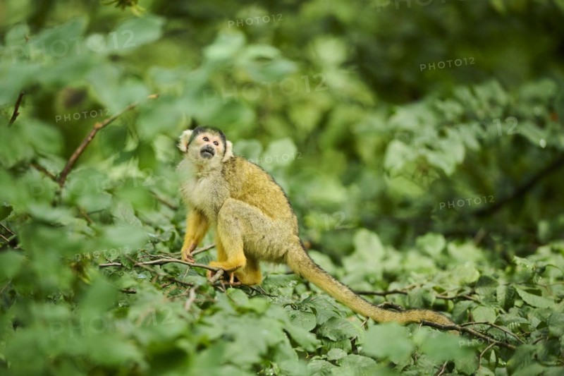 Common squirrel monkey (Saimiri sciureus) in a tree, captive, distribution South America