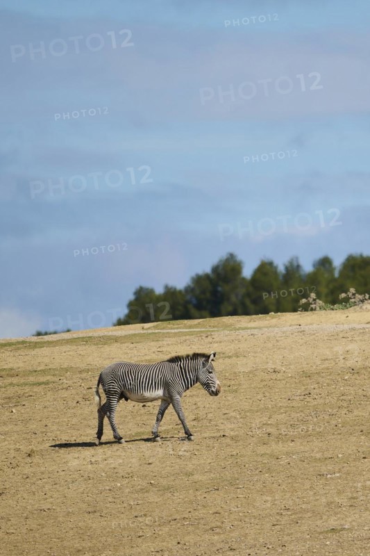 Plains zebra (Equus quagga) walking, captive, distribution Africa