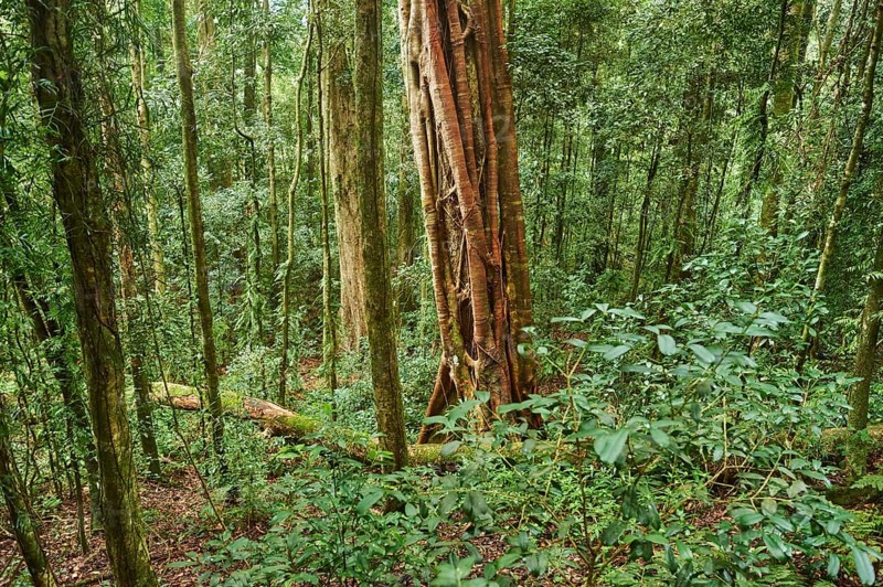 Landscape of a rainforest in spring, Lamington National Park, Queensland, Australia, Oceania