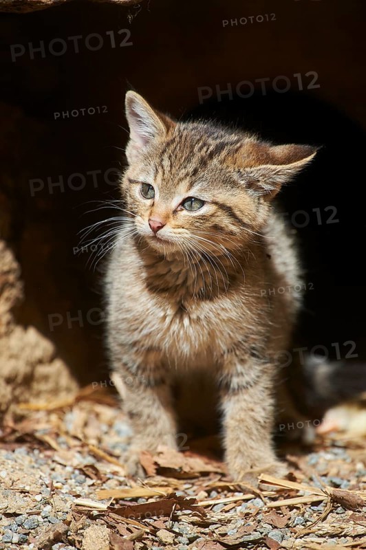 Close-up of European wildcat (Felis silvestris silvestris) kitten in spring in the bavarian forest