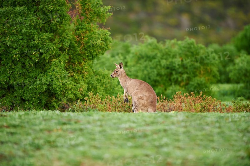Close-up of an eastern grey kangaroo (Macropus giganteus) wildlife on a meadow in Australia