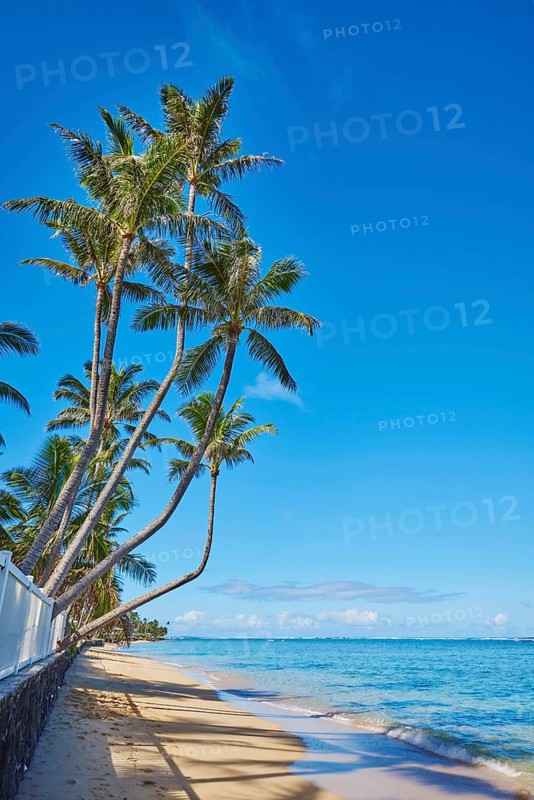 Landscape of palms on a tropical Beach on Oahu, Hawaiian Island Oahu, O?ahu, Hawaii, Aloha State, United States, North America