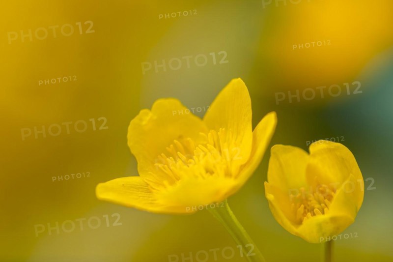 Marsh marigold (Caltha palustris), Ranunculaceae, spring, Lippachtal, Mühlheim, Upper Danube Nature Park, Baden-Württemberg, Germany, Europe