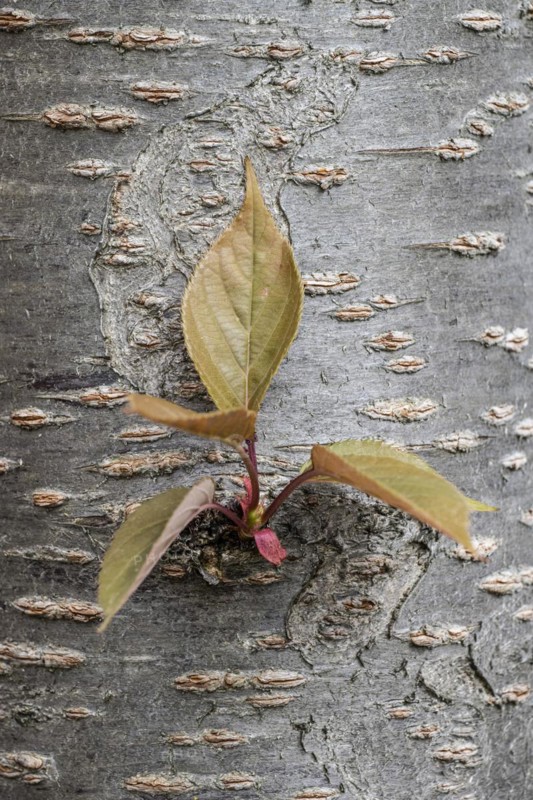 Japanese flowering cherry (Prunus serrulata Kanzan), stem-borne shoot, Emsland, Lower Saxony, Germany, Europe