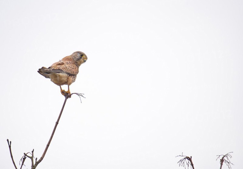 Common kestrel (Falco tinnunculus) standing on the top of a thin branch, looking to the right, Phoenix Lake, Dortmund, Germany, Europe