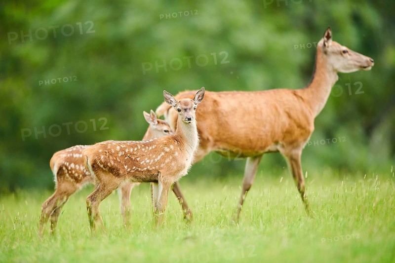 Red deer (Cervus elaphus) fawns standing on a meadow in the mountains in tirol, Kitzbühel, Wildpark Aurach, Austria, Europe