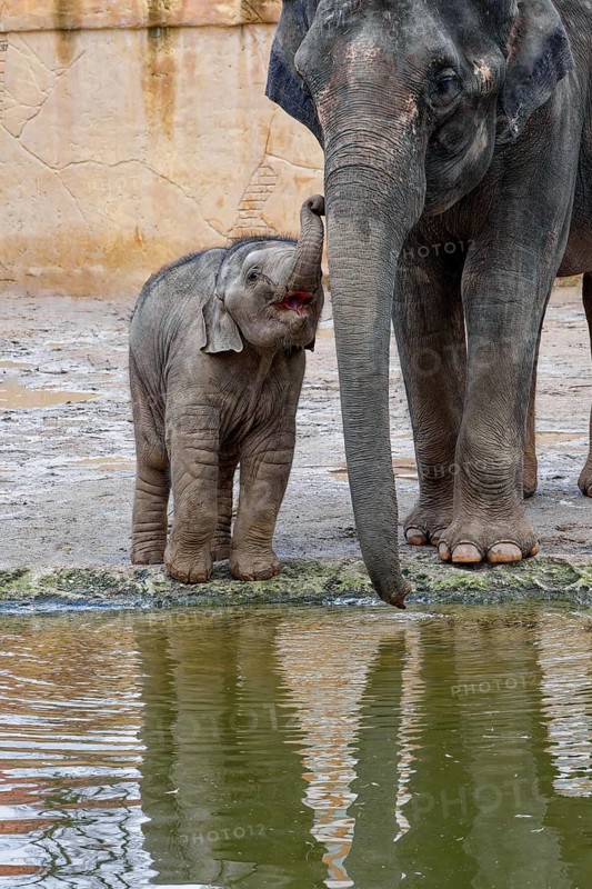 Asian elephant (Elephas maximus), juvenile and cow elephant, captive, distribution southern and south-eastern Asia