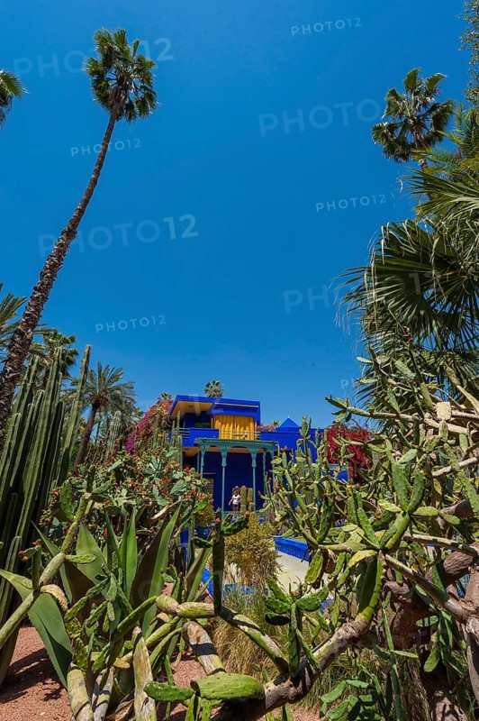 Palms in the Majorelle Garden, botany, palm, flora, plant, botany, forest, tropical, climate, architecture, indigo, blue, tree, park, attraction, travel, holiday, Marrakech, Morocco, Africa