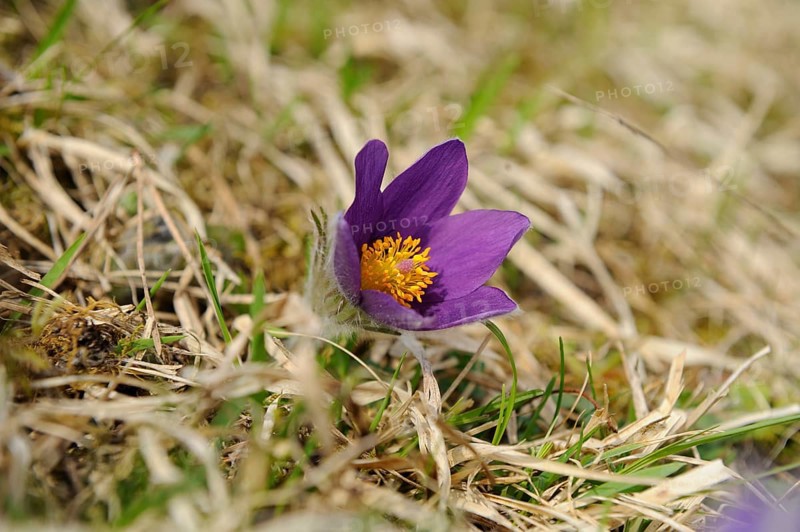 Purple Pasque flower with yellow centre on grassy ground in spring, Pasque flower (Pulsatilla vulgaris), Upper Palatinate