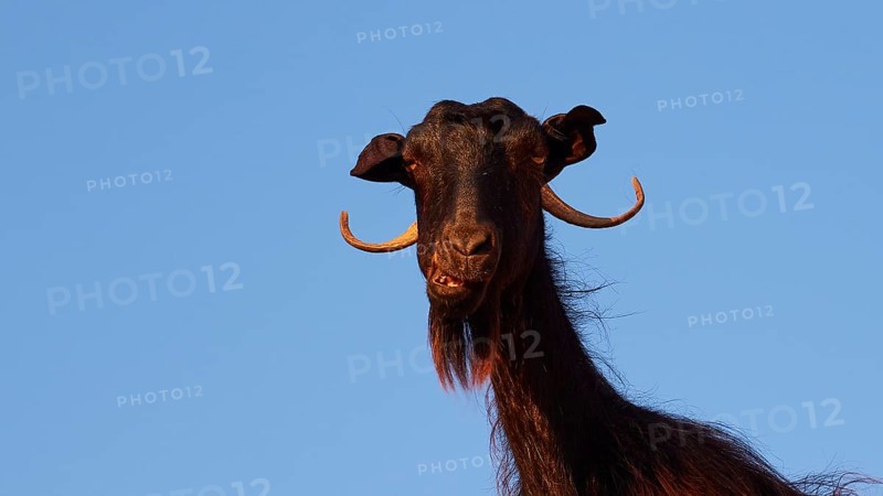 Close-up of a black goat's head with prominent horns against a blue sky, sheep (e) or goat (n), ovis, caprae, Crete, Greek Islands, Greece, Europe