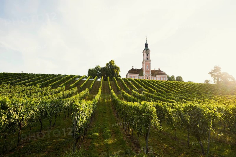 Birnau pilgrimage church and vineyards, sunrise, Uhldingen-Mühlhofen, Lake Constance, Baden-Württemberg, Germany, Europe