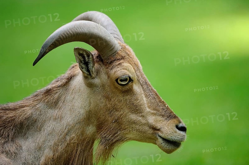 Wild sheep in profile with prominent horns, on a green background, maned jumper (Ammotragus lervia), captive