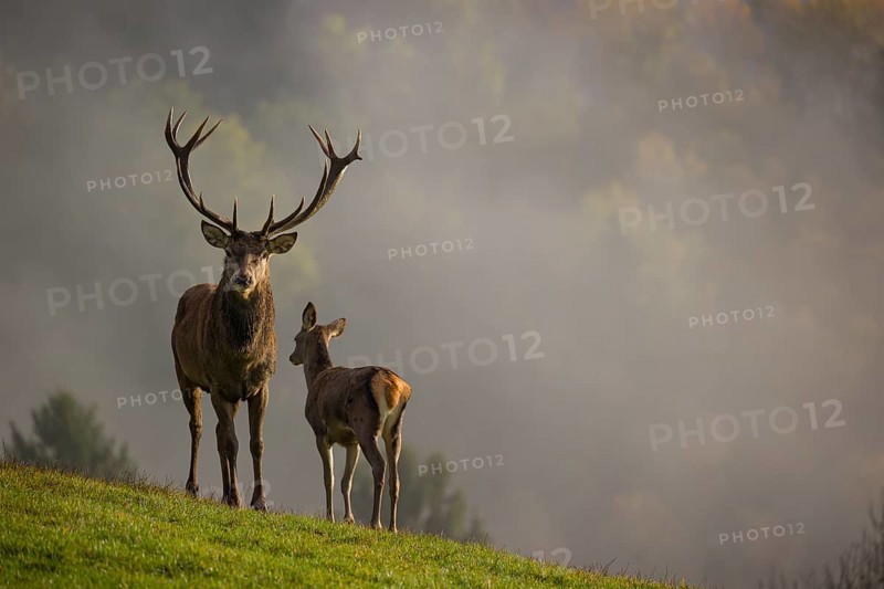 A red deer stag (Cervus elaphus) and a hind are standing in a meadow in hilly terrain. A forest with autumn leaves can be seen in the background. Wisps of mist drift over the forest