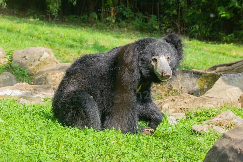 A sloth bear (Melursus ursinus) sits in a meadow with tall grass and stones lying around