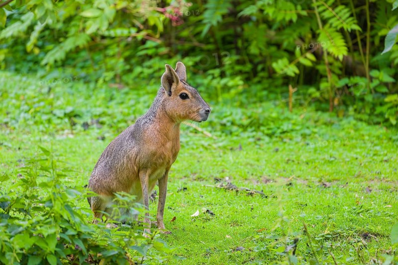A Patagonian mara (Dolichotis patagonum) sits on a meadow, surrounded by dense vegetation