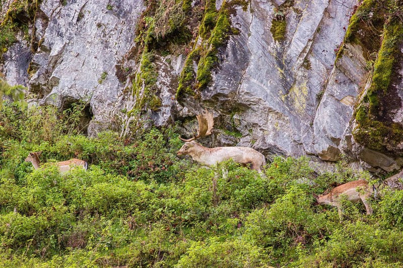 A herd of fallow deer (Dama dama) stands at the foot of a steep rocky slope, searching for food in the bushes