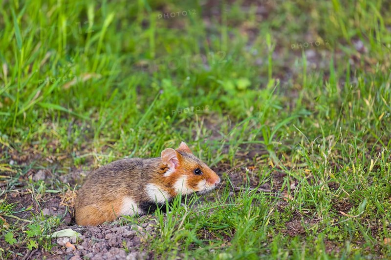 A European hamster (Cricetus cricetus), Eurasian hamster, black-bellied hamster or common hamster, standing tall in high grass, watching his surrounding for enemies and other hamsters