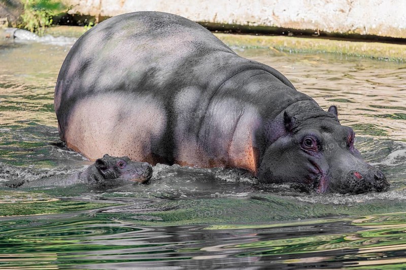 A baby hippopotamus (Hippopotamus amphibius) and its mother swimming in a river
