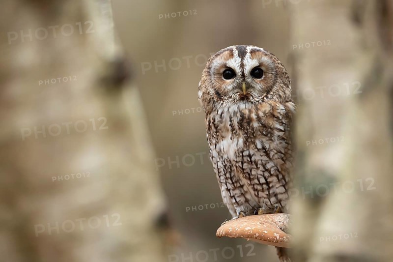 Tawny owl (Strix aluco) adult bird resting on a Bracket fungi on a Silver birch tree in a woodland in autumn, England, United Kingdom, Europe