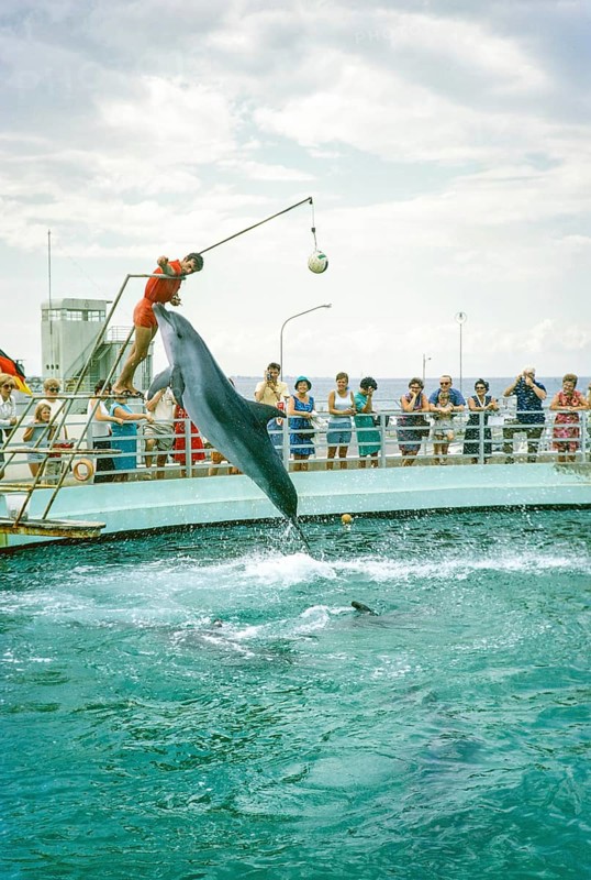 Dolphin show at the dolphinarium at the marina, Rimini, Adriatic coast, Emilia Romagna region, Italy 1969