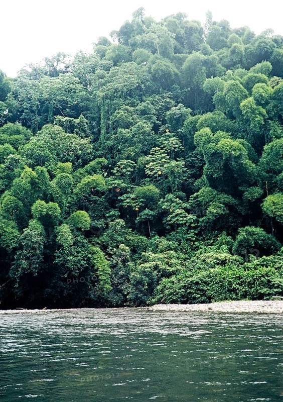 Tropical rainforest vegetation and river, the Blue Mountains, Jamaica, West Indies 1970, Central America