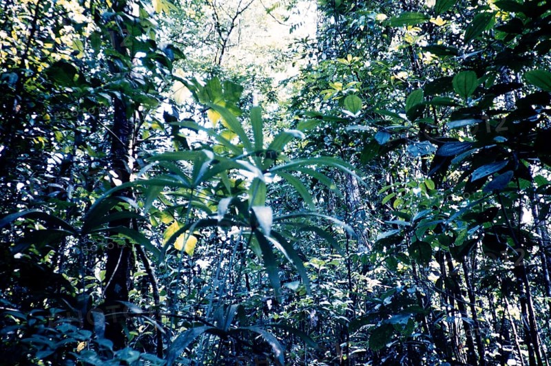 Tropical rainforest vegetation, Guyana, West Indies, South America, 1960 1961, then colony of British Guiana, South America