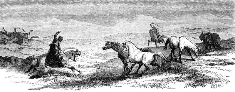 Two riders driving wild Icelandic horses or Icelandic ponies together at a gallop, Icelandic grass landscape, European Arctic Ocean, geography, Iceland, historical illustration 1888, Europe