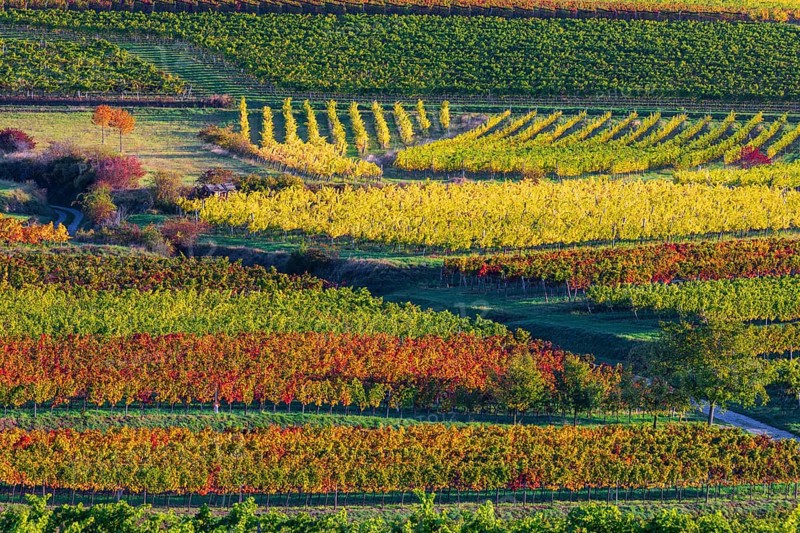 Vineyards near Langenlois, Lower Austria, Austria, Europe