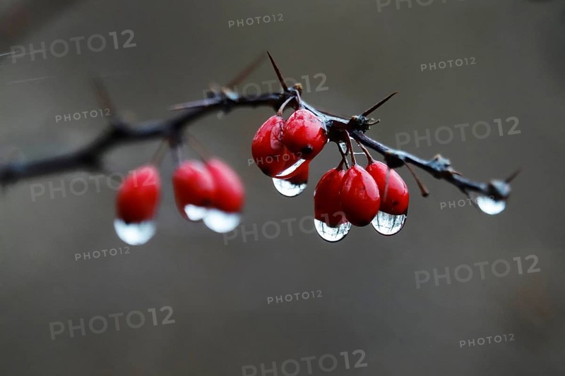 Barberry with water droplets, rainy weather, winter, Germany, Europe