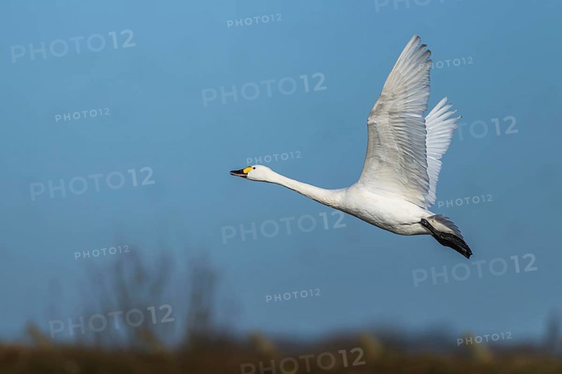 Tundra Swan, Bewick's Swan, Cygnus columbianus in flight at winter in Slimbridge, England, United Kingdom, Europe