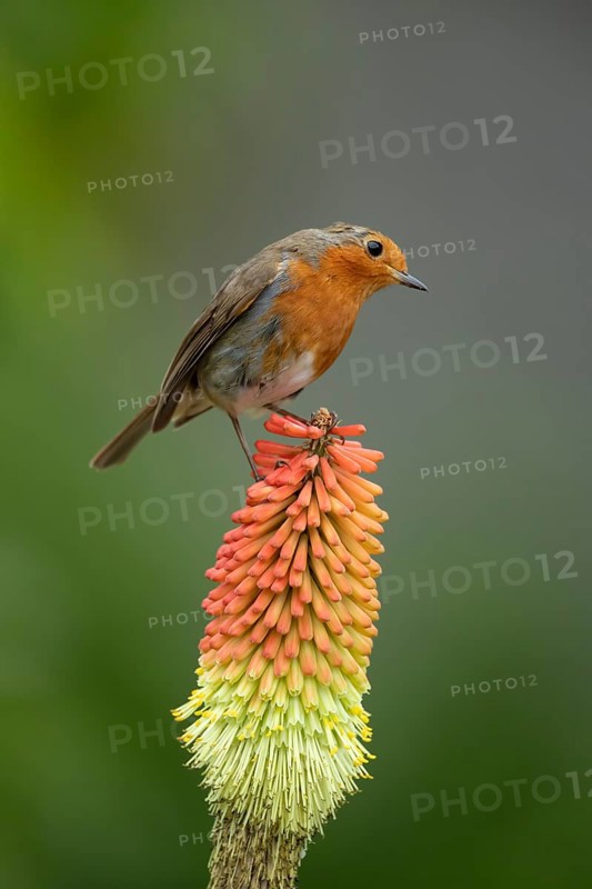 European robin (Erithacus rubecula) adult bird on a garden Red hot poker plant flower in the summer, England, United Kingdom, Europe