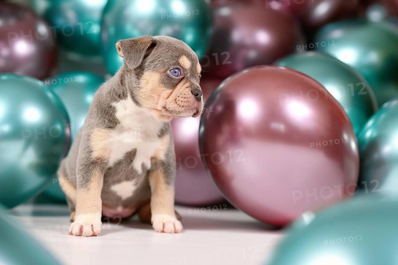 6 weeks old tan French Bulldog dog puppy with colorful balloons in background