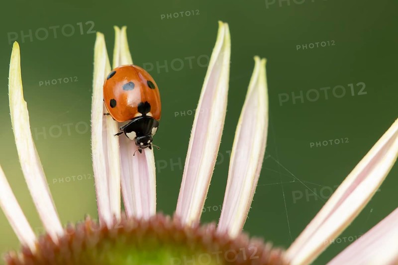Seven-spot ladybird (Coccinella septempunctata) adult insect on a garden flower in summer, England, United Kingdom, Europe