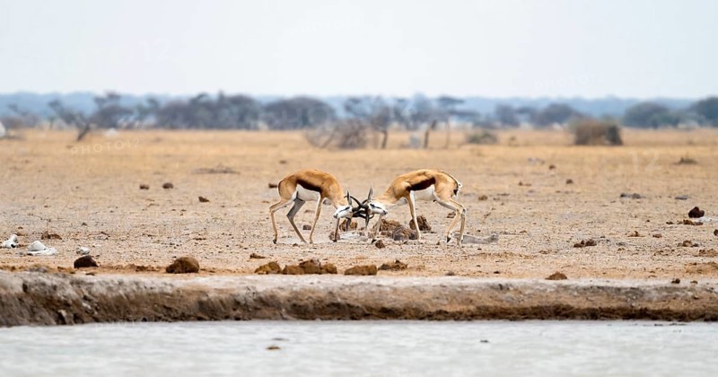Springboks (Antidorcas marsupialis) two springboks fighting, Nxai Pan National Park, Botswana, Africa