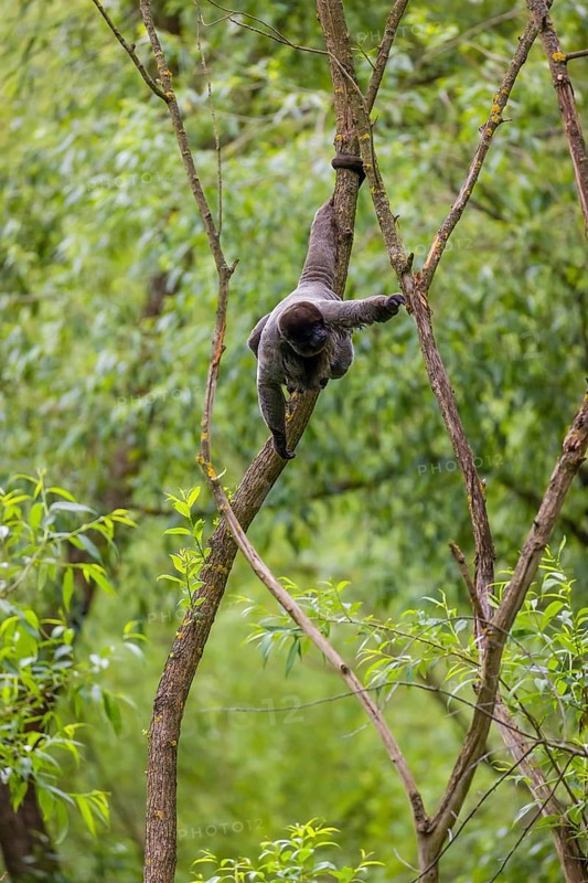 A common woolly monkey, brown woolly monkey, or Humboldt's woolly monkey (Lagothrix lagothricha) climbs in a tree