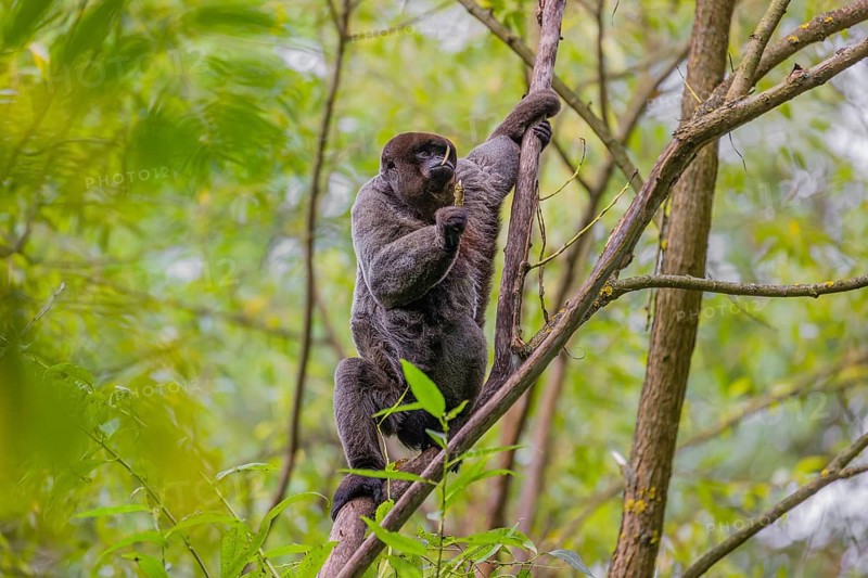 A common woolly monkey, brown woolly monkey, or Humboldt's woolly monkey (3) (Lagothrix lagothricha) climbs in a tree