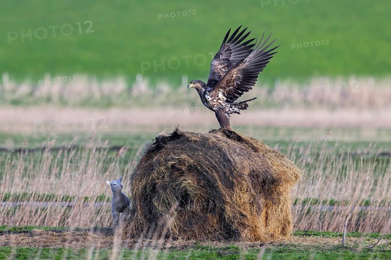Lamb hiding behind round hay bale from hunting juvenile white-tailed eagle, Eurasian sea eagle, erne (Haliaeetus albicilla) in meadow in spring