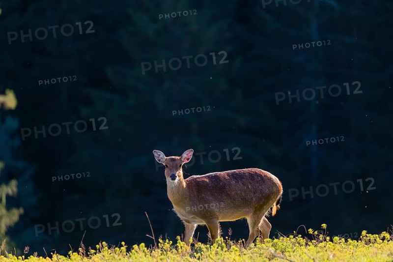 One female Manchurian sika deer or Dybowski's sika deer (Cervus nippon mantchuricus or Cervus nippon dybowskii) stands at a forest edge on hilly ground. Backlight