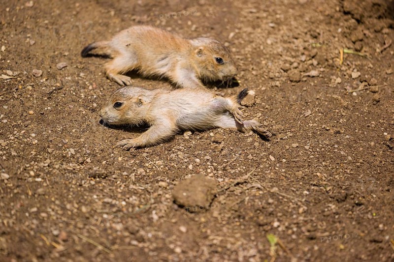 Two lack-tailed prairie dog cubs (2 weeks old) (Cynomys ludovicianus) play on sandy terrain on a bright sunny day