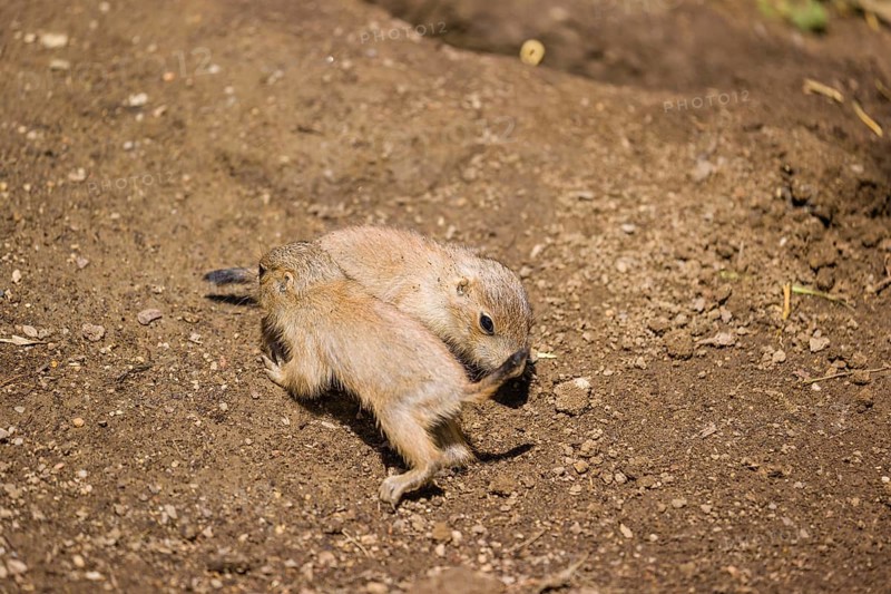Two lack-tailed prairie dog cubs (2 weeks old) (Cynomys ludovicianus) play on sandy terrain on a bright sunny day
