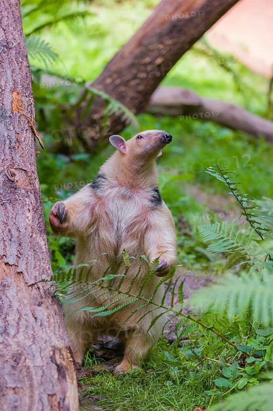 One southern tamandua (Tamandua tetradactyla), stands tall, in defensive position