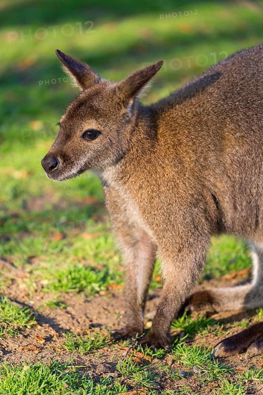 Red-necked wallaby or Bennett's wallaby (Macropus rufogriseus) with cub in her pouch, sits on a green meadow