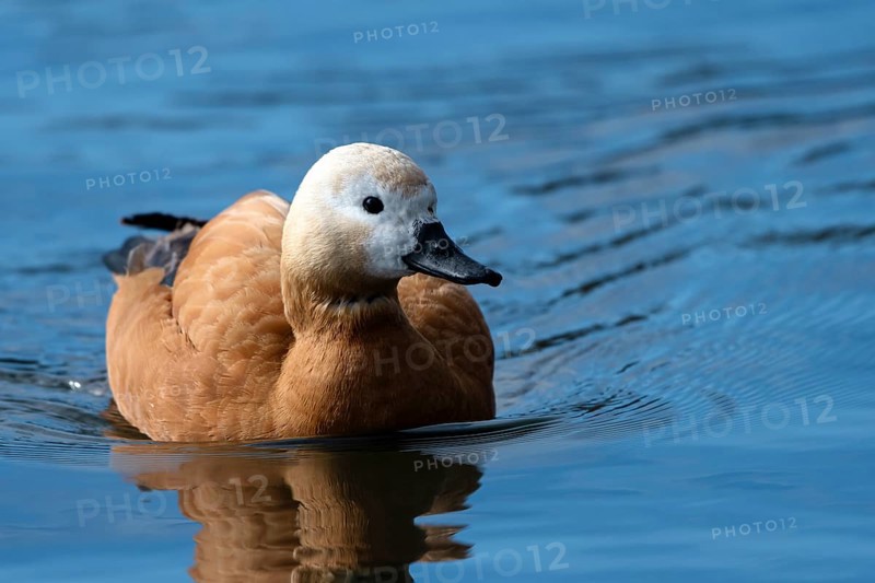 Ruddy shelduck (Tadorna ferruginea), in the water, Heiligenhaus, North Rhine-Westphalia, Germany, Europe