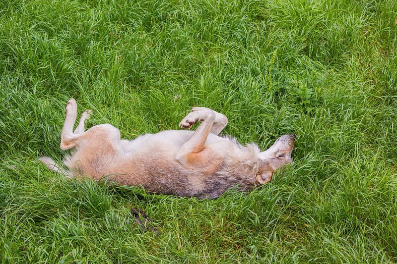 An adult male eurasian gray wolves (Canis lupus lupus) rolls on a meadow to strip off the winter fur